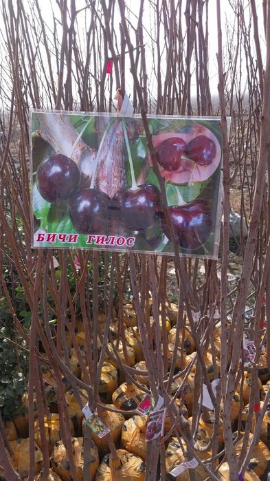 мекали кучатлар манзарали  кочатлар