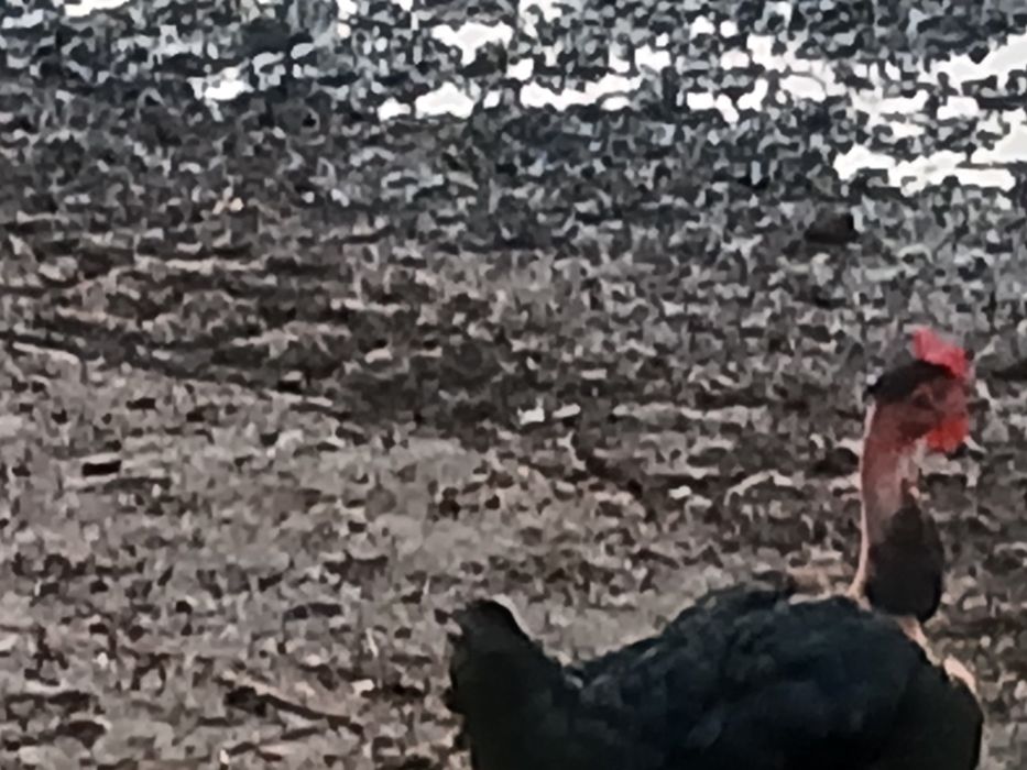 Vând 6 puici și 2 cocoși