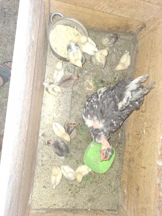De vânzare pui de bibilca și pui de curca și pui de pitică