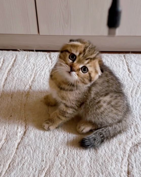 Чистокровные котята