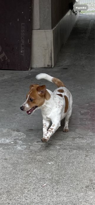 Намерих това куче Търсим собственика