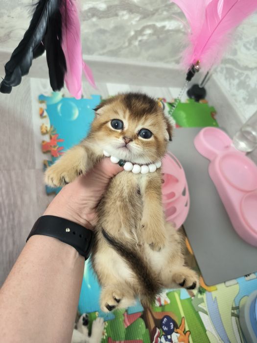 Котята премиум класса