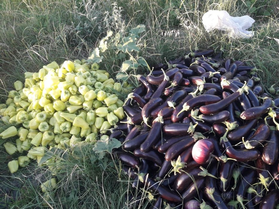 Болгарский перец,  баклажон оптом