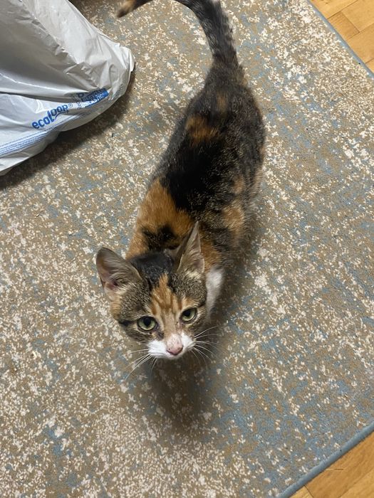 Donez pui de pisica calico