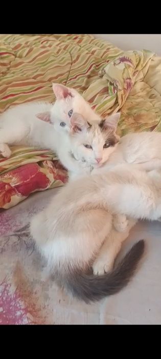 Отдам только в очень хорошие ручки