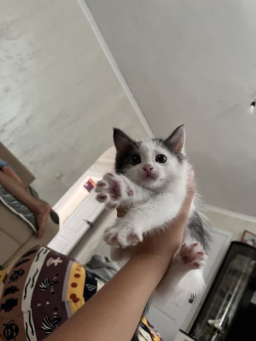 котята приученные к лотку