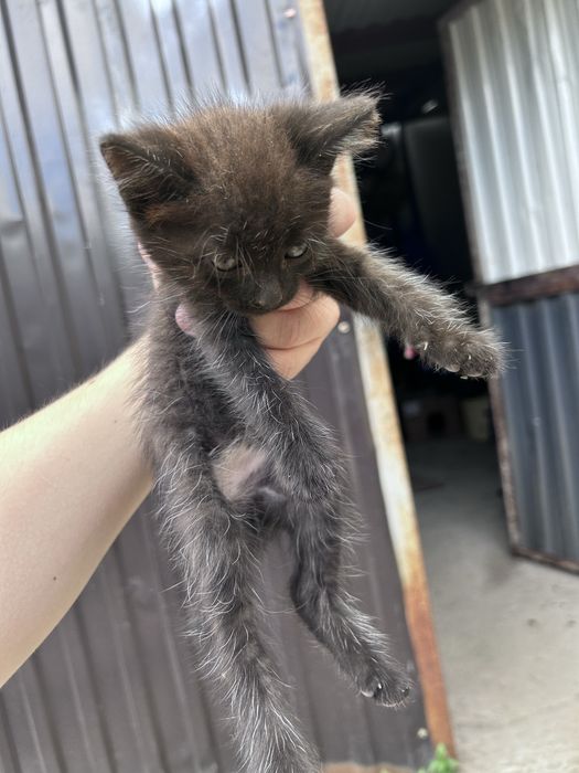 Отдам котят в добрые руки