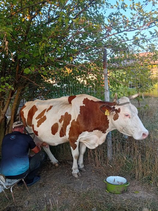 Vând doua vaci gestante