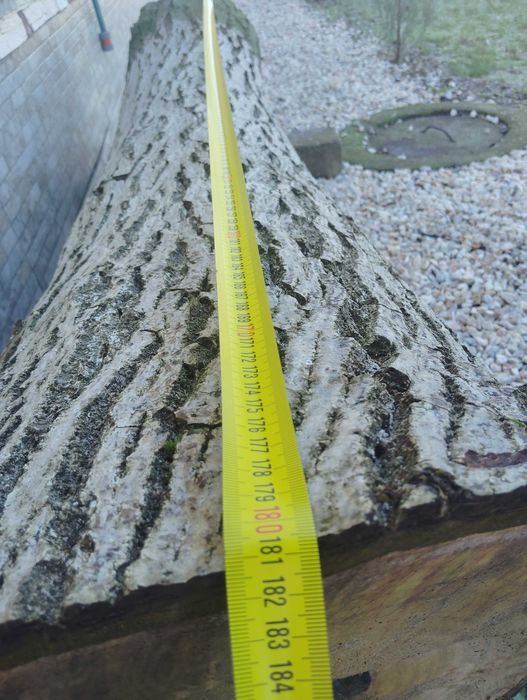 Орехов ствол за продажба