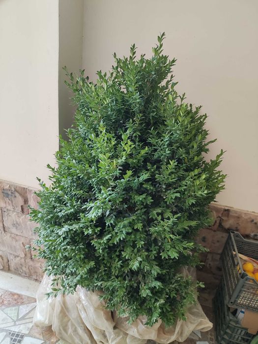 Шамшод кучатлари сотилади