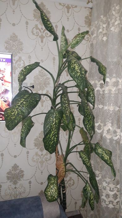 Домашние красивый цветы