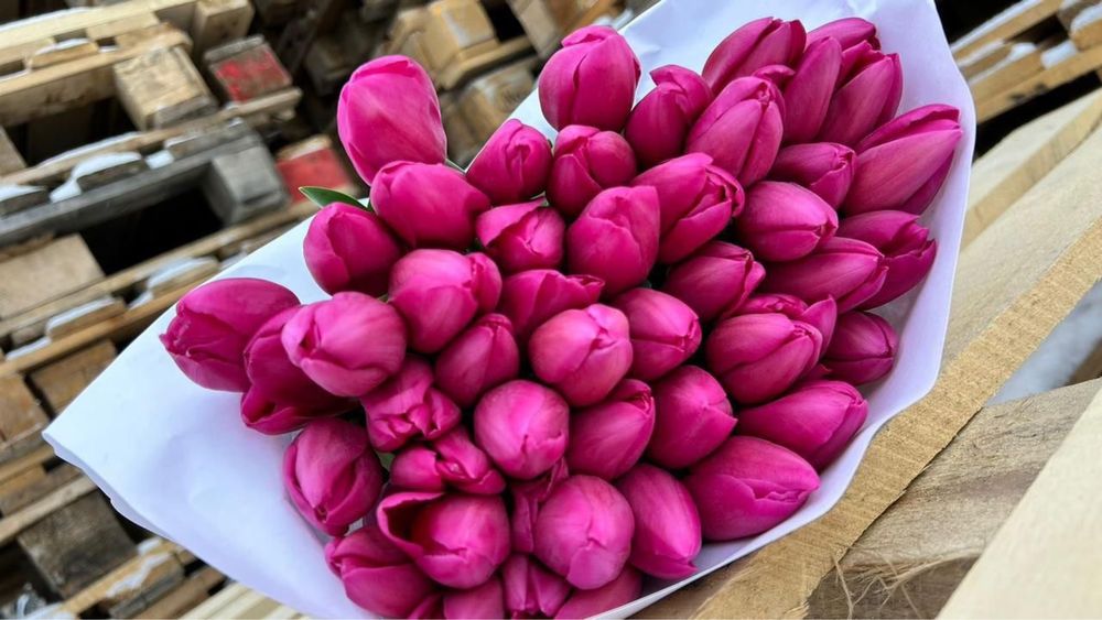 Тюльпаны свежие красивые и крупные Астана