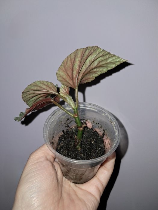 Бегония Серебристо-Крапчатая