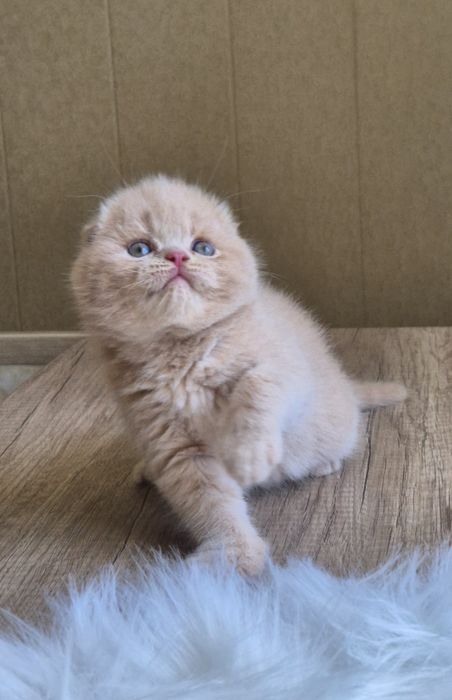Продаются скоттиш фолд