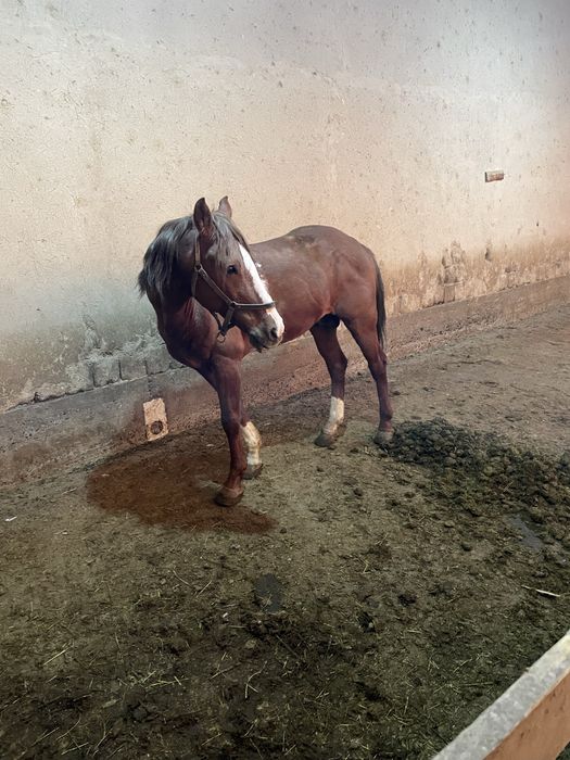 Ot sotiladi holati yaxshi