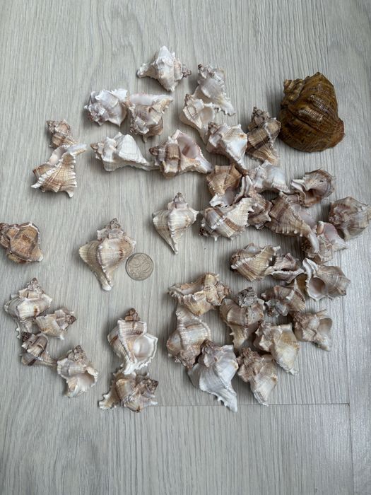 Ракушки для аквариума