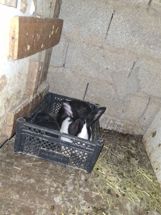 Panda 2 ta bolasi bilan yana bugoz qochgan