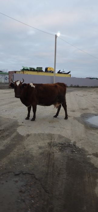 Продам коров ручные