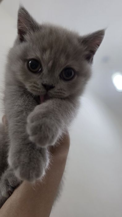 Продаю котенка 2 месяца британский сткотиш страйт