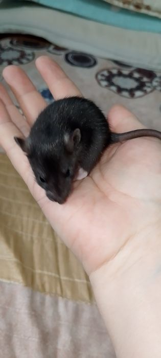 Крысята Дамбо Рекс