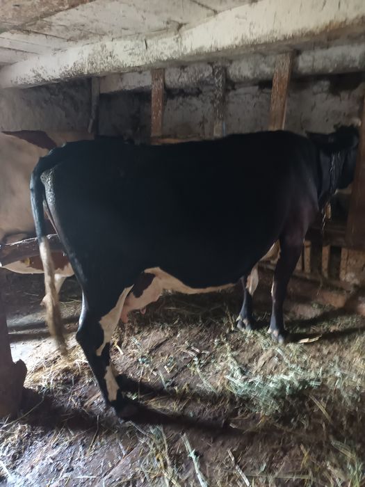 Vând vaca de 8 ani cu vițel.