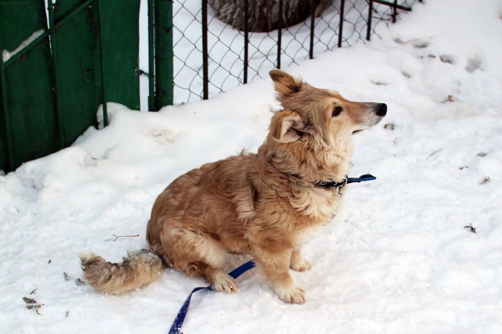 Отдам в добрые руки