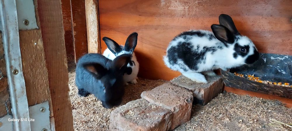 Vând iepurași fluture german