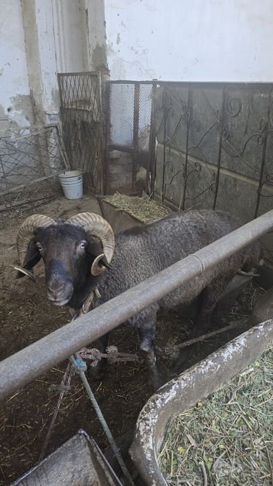 Qo'ylar sotiladi