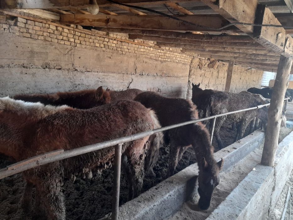 Жылкы тай сатылады