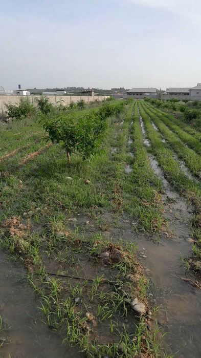 Srochna 14soth yer sotiladi!