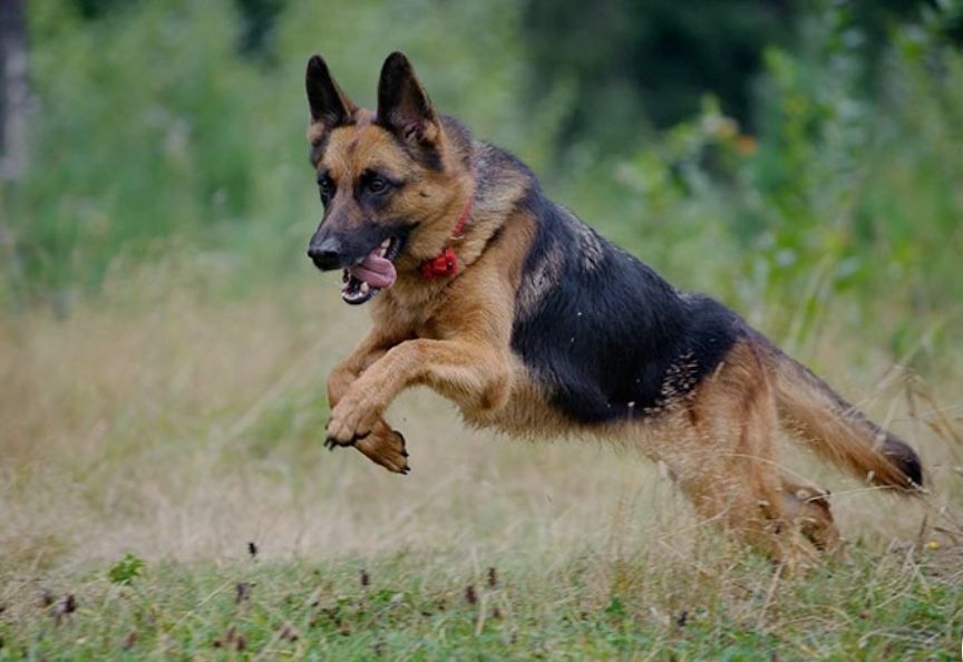 Немецкая овчарка