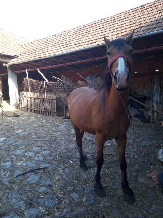 Cal de vânzare bun de trasura