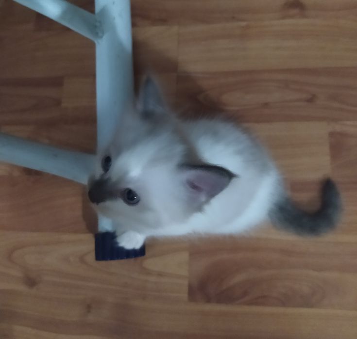 Отдам котят в хорошие руки