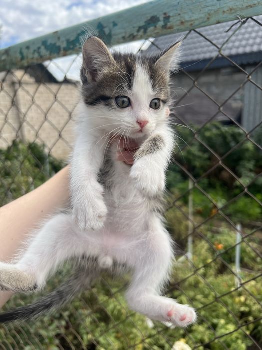 Отдам котят в добрые руки