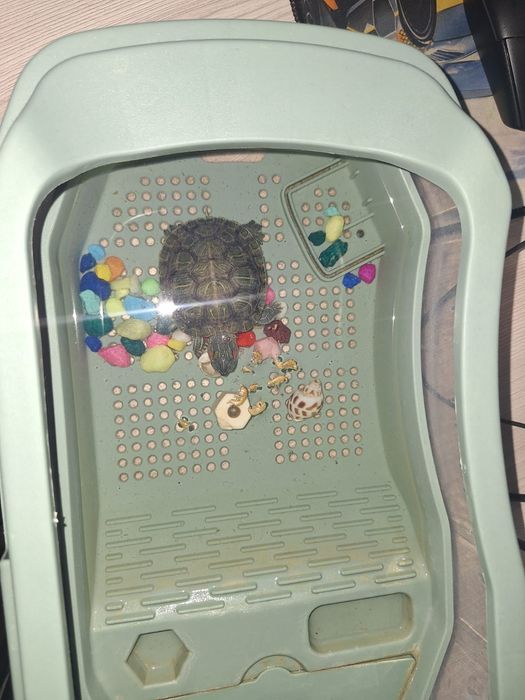 Продам черепашку + террариум