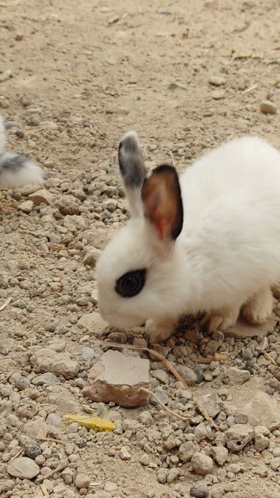 Karlik quyon bolachalari aksiya bob ketdi bolajonlarga ajoyib sovga
Ul