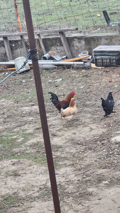 Сатылады келисемз