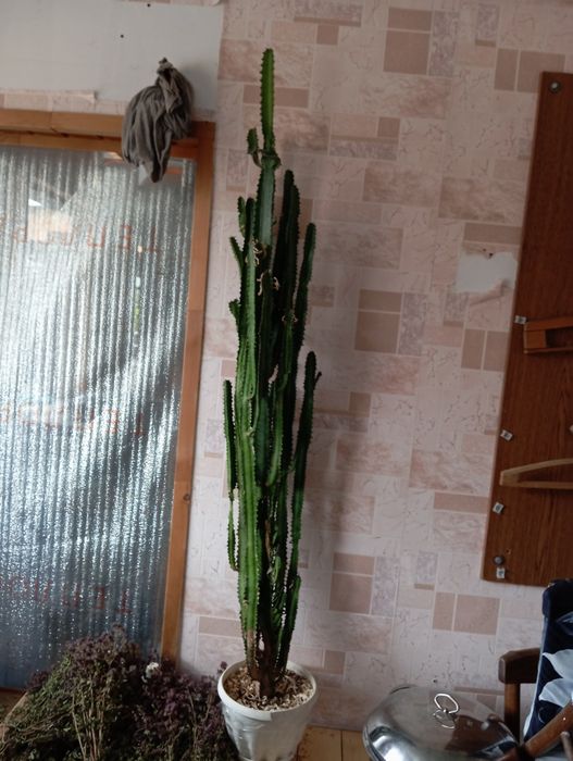 Продам домашний цветок