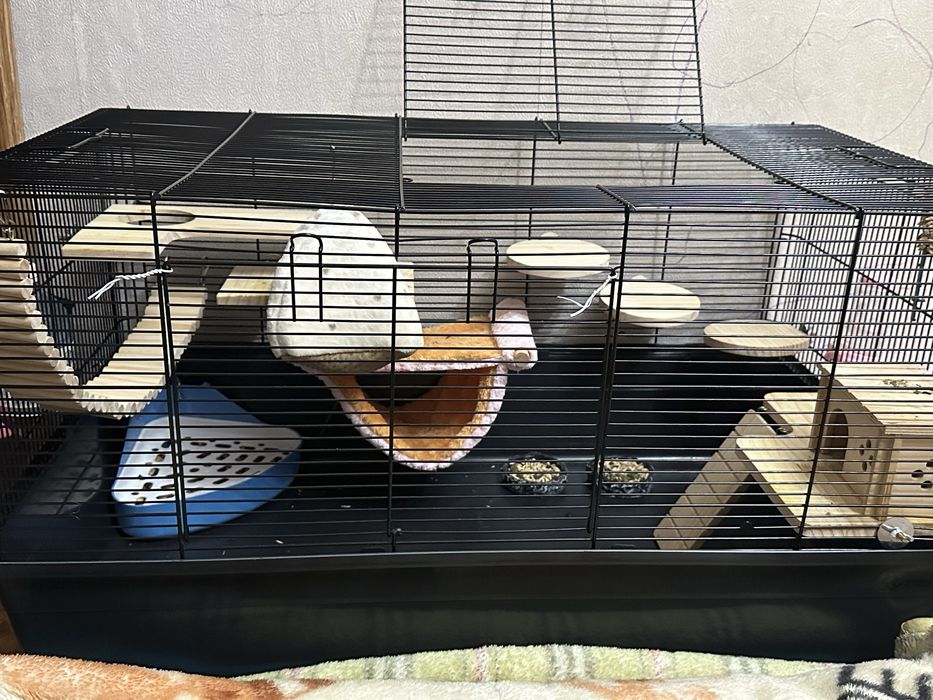 Продаю 2-х крысок