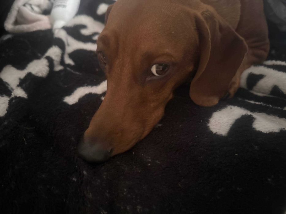 !ПРОПАЛА СОБАКА! Пропал такса по кличке Майки.