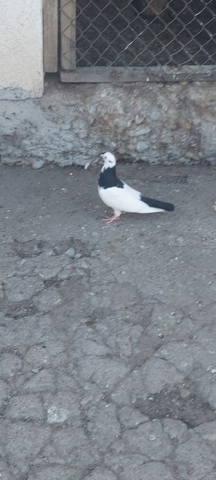 Чернашейка маладой самка