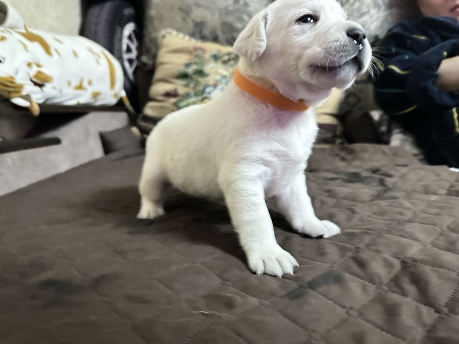 Верный друг лабрадор щенки