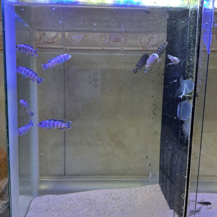 Продам африканский цихлид демасони Demasoni