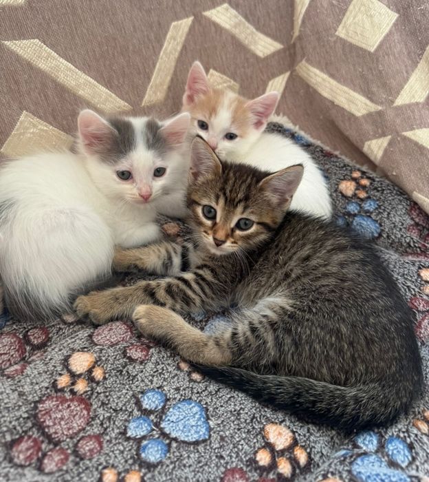 Отдам котят мальчиков в добрые руки.