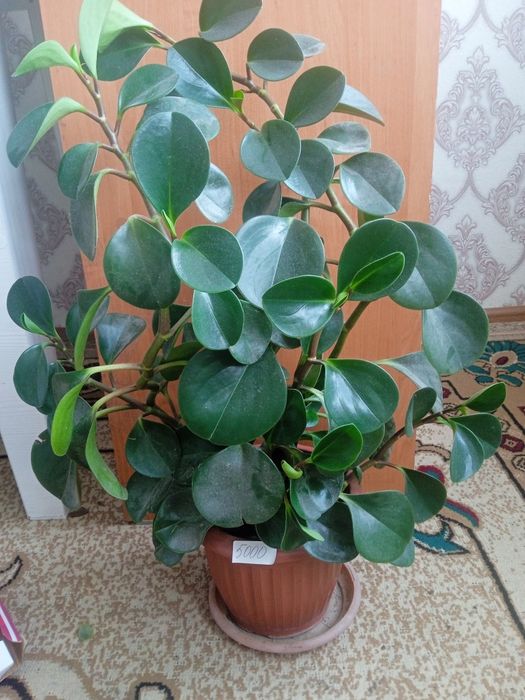 Комнатные растения цветы