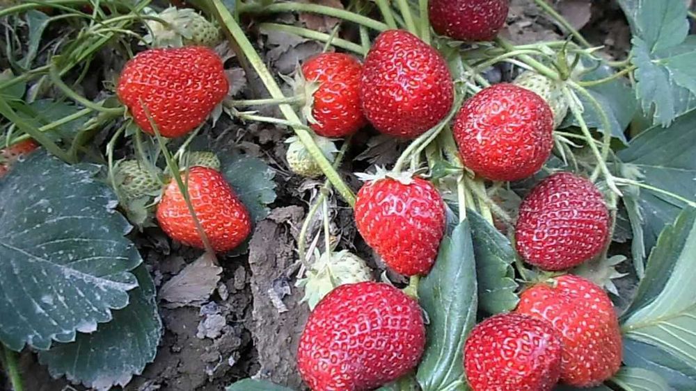 Продам саженцы клубники 2000 сум за шт