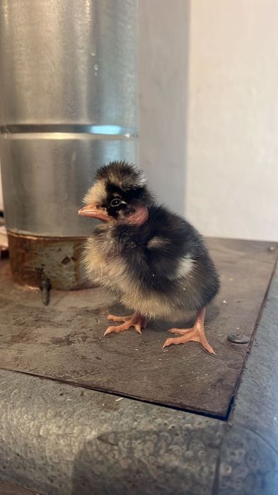 Продам домашних цыплят