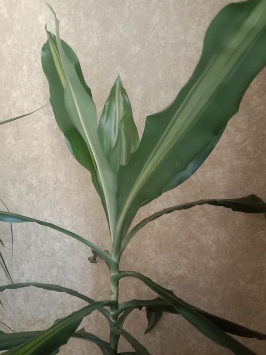 Комнатное растение