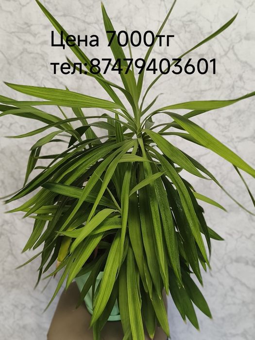 Комнатные цветы,