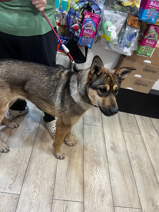 Красотка Альфа ищет дом.